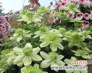 不同颜色铁线莲花语是什么？各颜色铁线莲代表什么含义？