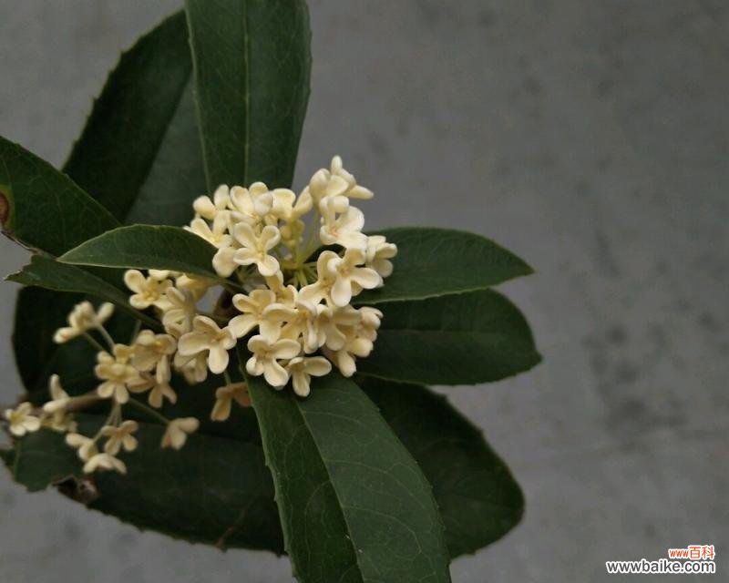 桂花盛开的幸福家园 桂花之家