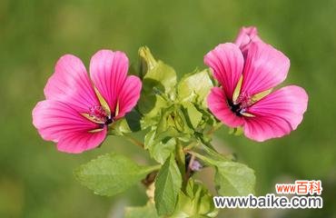 蕴含情感与美丽的锦葵花 锦葵花的寓意与象征意义