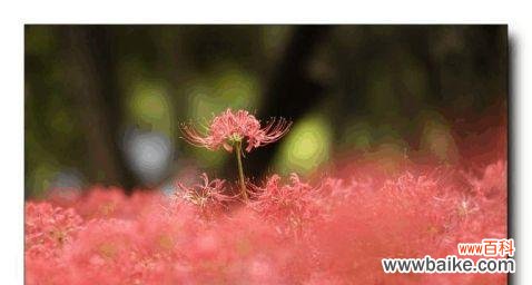 用花语表达内心的救赎与重生 花语救赎的力量