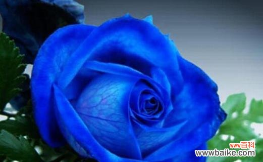 揭开蓝色妖姬花语的神秘面纱 蓝色妖姬的花语之谜