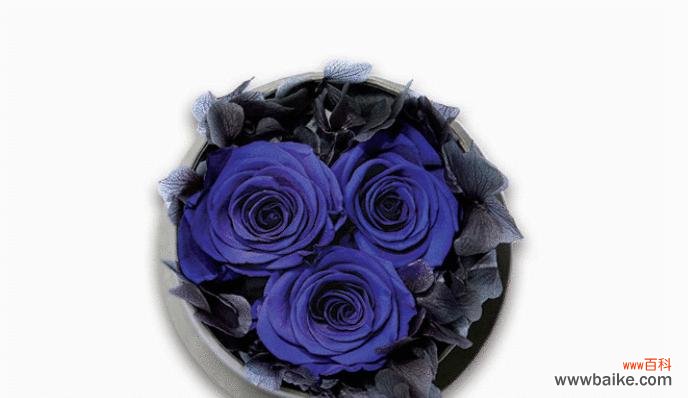 揭开蓝色妖姬花语的神秘面纱 蓝色妖姬的花语之谜