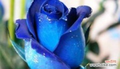 揭开蓝色妖姬花语的神秘面纱 蓝色妖姬的花语之谜