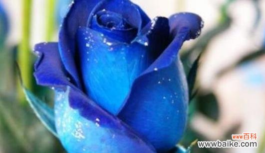 揭开蓝色妖姬花语的神秘面纱 蓝色妖姬的花语之谜