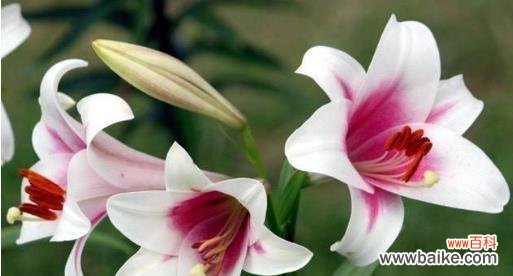 用花语诠释爱情的永恒 爱情之花