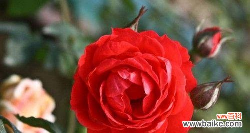 用花语诠释爱情的永恒 爱情之花