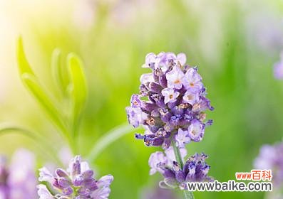 揭开熏衣草的寓意之谜 熏衣草的美丽与象征