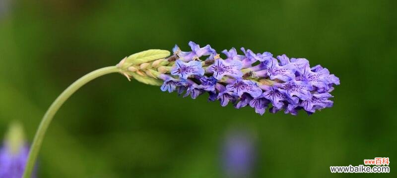 揭开熏衣草的寓意之谜 熏衣草的美丽与象征