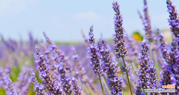 揭开熏衣草的寓意之谜 熏衣草的美丽与象征
