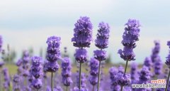 探寻熏衣草花语的深层意义 熏衣草花语