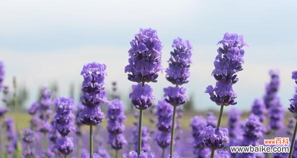探寻熏衣草花语的深层意义 熏衣草花语