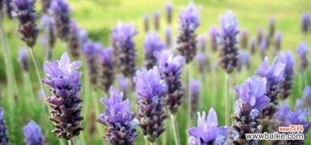 不同颜色薰衣草花语是什么？如何选择适合的薰衣草颜色？