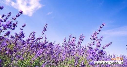 不同颜色薰衣草花语是什么？如何选择适合的薰衣草颜色？