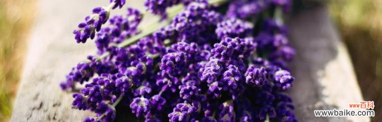 不同颜色薰衣草花语是什么？如何选择适合的薰衣草颜色？