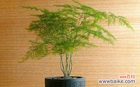 揭秘带来好运的15种植物和传统文化寓意 招财进宝