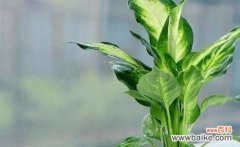 揭秘带来好运的15种植物和传统文化寓意 招财进宝