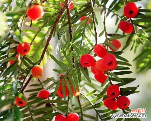 揭秘带来好运的15种植物和传统文化寓意 招财进宝