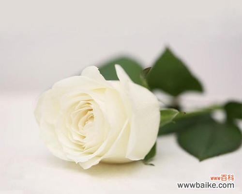 白玫瑰的含义及象征 送白玫瑰，传达纯洁爱意