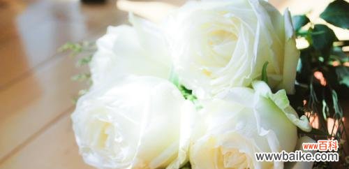 白玫瑰的含义及象征 送白玫瑰，传达纯洁爱意