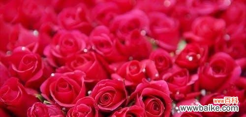 探寻玫瑰花背后的深层含义 13朵玫瑰花的特殊意义