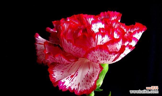 康乃馨花语的情感表达与象征意义 康乃馨花语的含义与传达