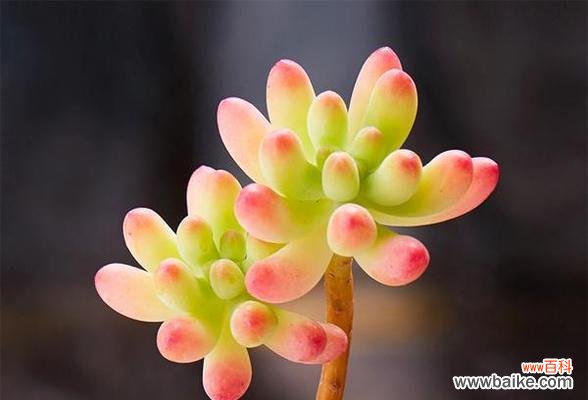 唤醒内心深处的浪漫情怀 多情之花