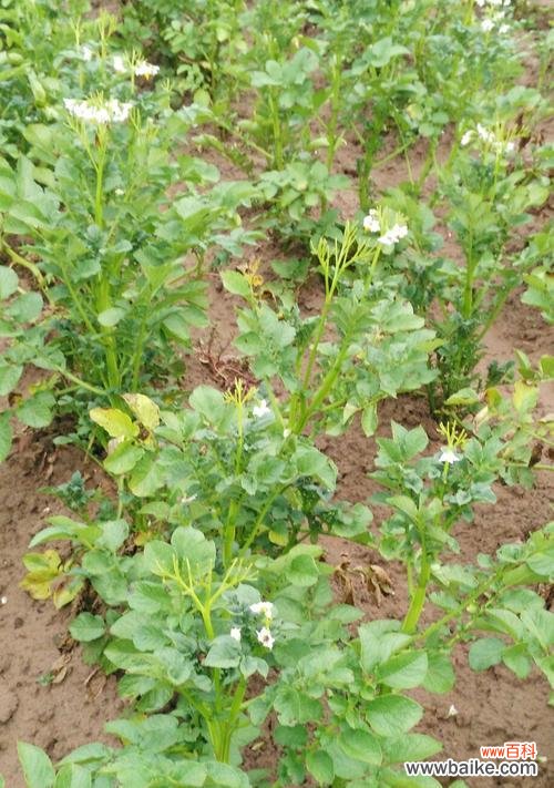 土豆开花的奇迹和寓意 土豆开花的意义与象征