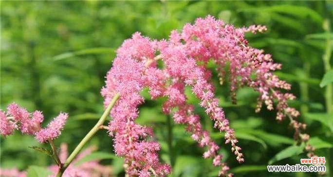 探索开花的神秘密码 女雏绽放花园，花语与寓意揭秘