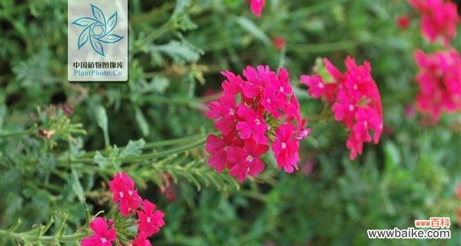 探索开花的神秘密码 女雏绽放花园，花语与寓意揭秘