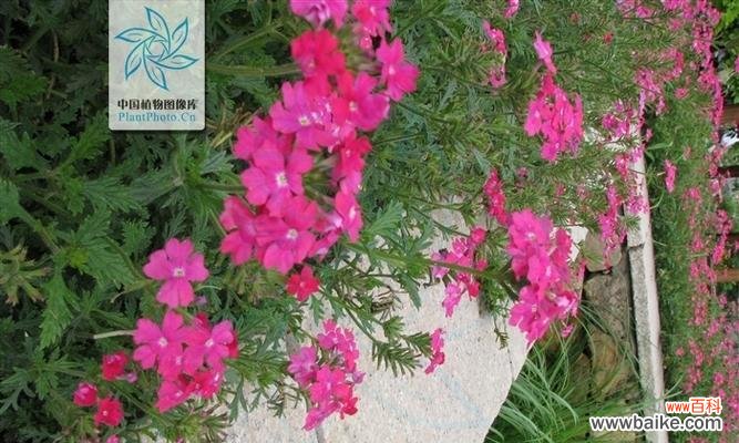 探索开花的神秘密码 女雏绽放花园，花语与寓意揭秘