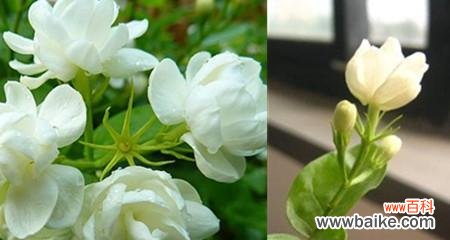 探寻茉莉花语的含义及其文化意义 茉莉的花语