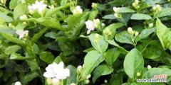 探寻茉莉花语的含义及其文化意义 茉莉的花语