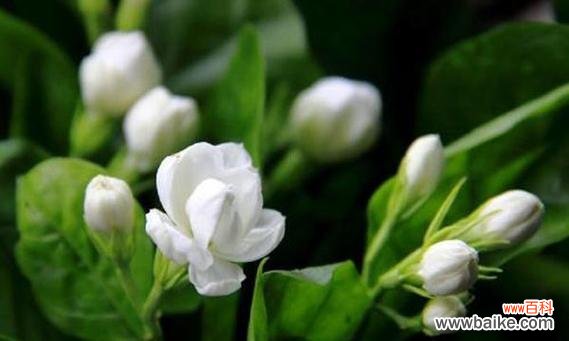 探寻茉莉花语的含义及其文化意义 茉莉的花语