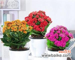 长寿花的花语及其文化含义解读 长寿花花语