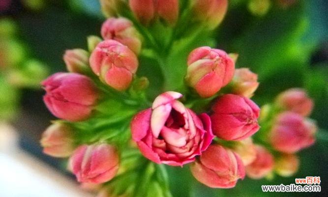 长寿花的花语及其文化含义解读 长寿花花语