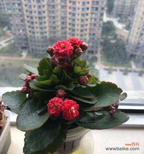 长寿花的花语及其文化含义解读 长寿花花语