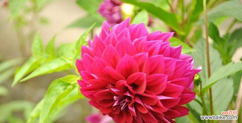 友谊之花绽放爱与陪伴 以鲜花代表友谊的美丽之情