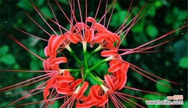 探索曼陀罗花的隐喻之美 曼陀罗花的寓意与象征意义