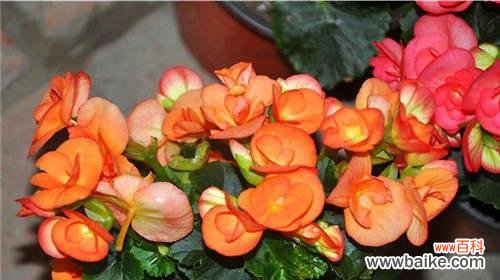 追寻生命坚韧与美丽的秘密 四季海棠