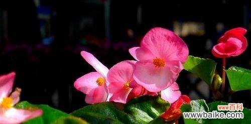 追寻生命坚韧与美丽的秘密 四季海棠