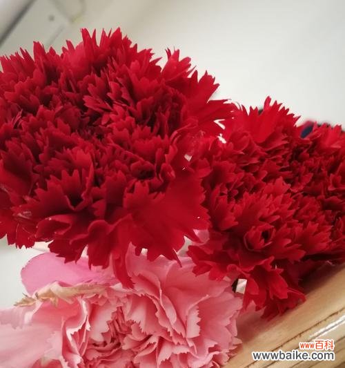 花开寄托情谊 黄康乃馨花语