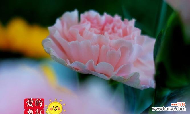 花开寄托情谊 黄康乃馨花语