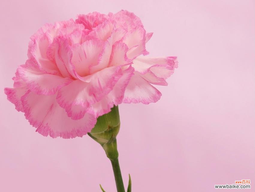 花开寄托情谊 黄康乃馨花语