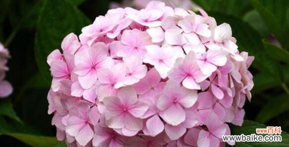 透露无尽失望的芬芳 失望之花——风信子的花语