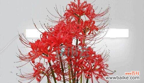 透露无尽失望的芬芳 失望之花——风信子的花语