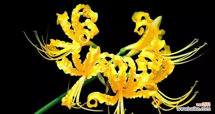 探寻曼陀罗花的秘密 曼陀罗花语的深层寓意