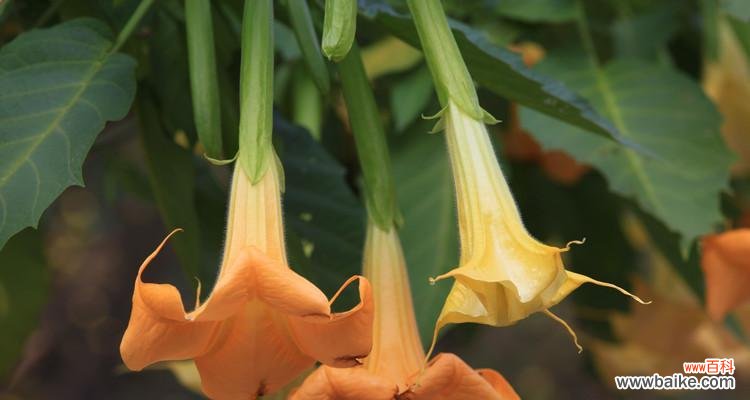 探寻曼陀罗花的秘密 曼陀罗花语的深层寓意