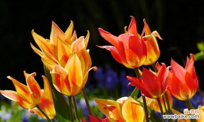 橙色风信子代表什么？花语有哪些含义？