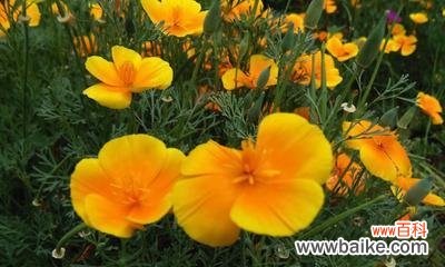 橙色风信子代表什么？花语有哪些含义？