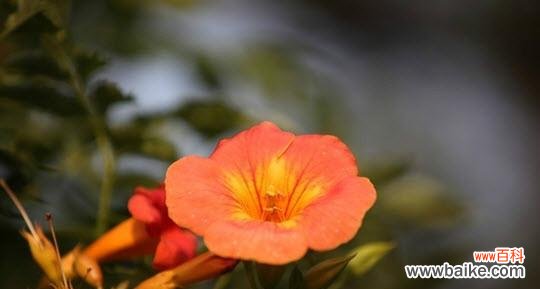 橙色风信子代表什么？花语有哪些含义？